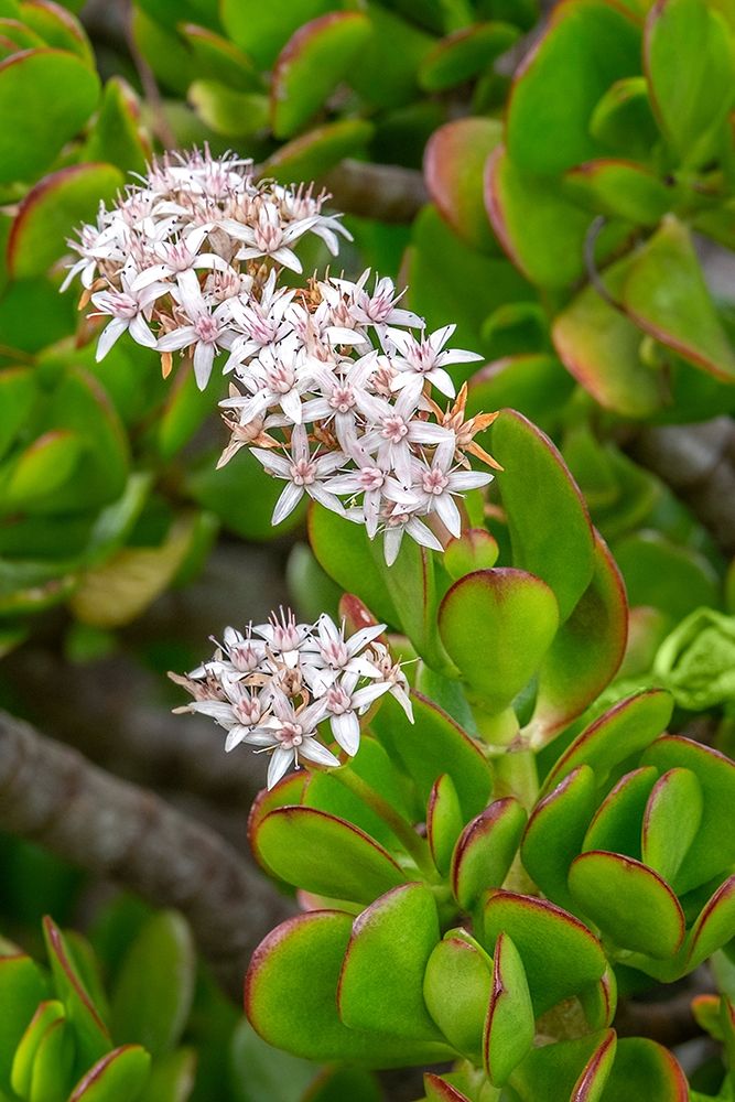 Flowering Stonecrop